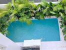 Aerial view of a swimming pool surrounded by lush green plants