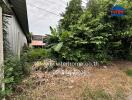 Outdoor area with dense vegetation