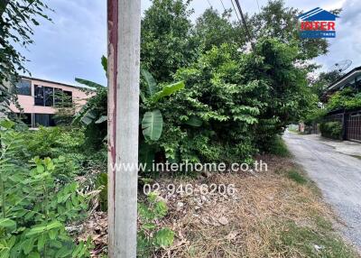 Street view with dense green foliage and electrical pole