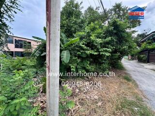 Street view with dense green foliage and electrical pole