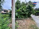 Street view with dense green foliage and electrical pole