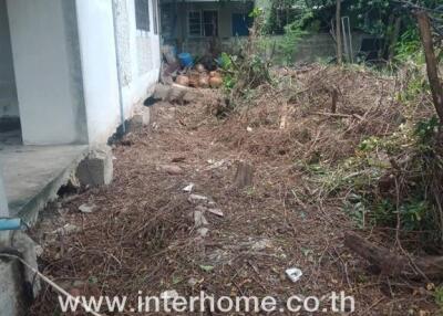 Overgrown backyard with vegetation and building side view