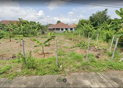 Empty land with young banana trees and nearby houses