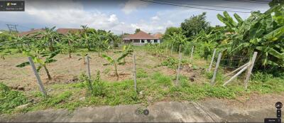 Empty land with young banana trees and nearby houses