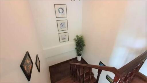 Interior staircase with framed artwork and potted plant