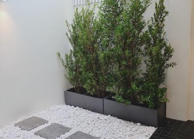 Outdoor garden area with potted plants and white pebbles