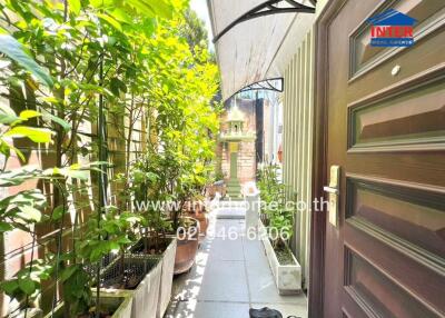 Narrow outdoor walkway with plants and brown door