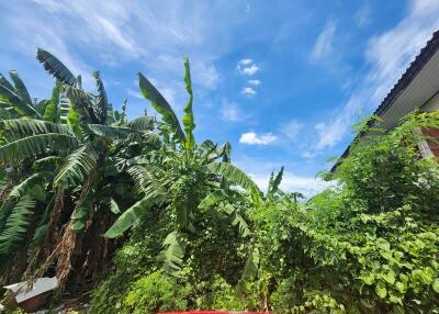 Lush green garden with banana plants and blue sky