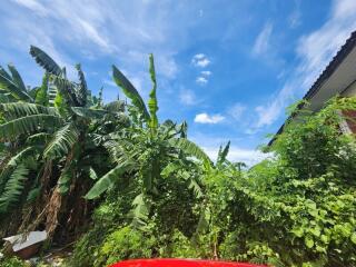 Lush green garden with banana plants and blue sky