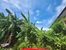 Lush green garden with banana plants and blue sky