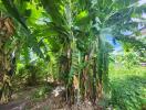 Lush backyard garden with banana trees