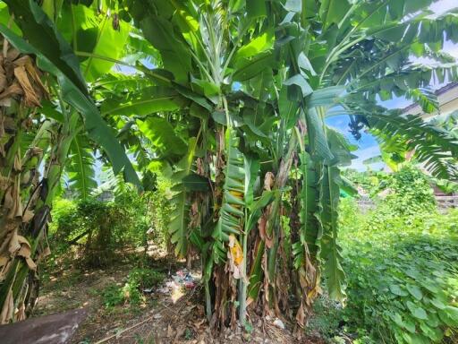 Lush backyard garden with banana trees