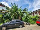 Outdoor view with parked cars and lush greenery