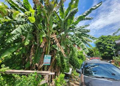 Outdoor area with banana trees and parked cars