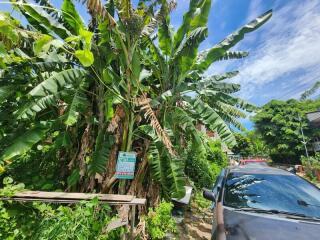 Outdoor area with banana trees and parked cars