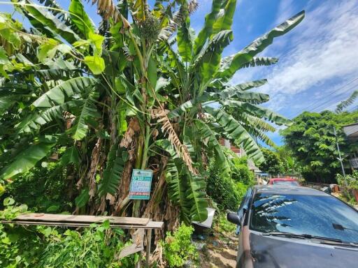 Outdoor area with banana trees and parked cars