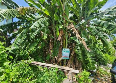 Garden with banana plants