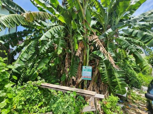 Garden with banana plants