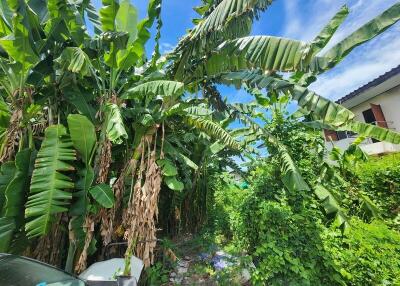 Lush garden area with tropical plants