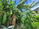 Lush garden area with tropical plants