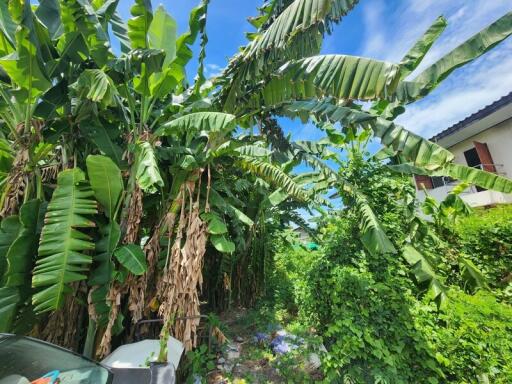 Lush garden area with tropical plants