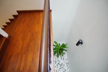 Staircase with wooden steps and a small plant on a terrazzo floor