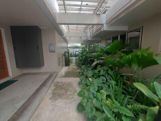 Entrance area with plants and pathway