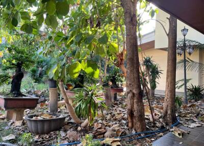 A lush garden area with various potted plants and trees