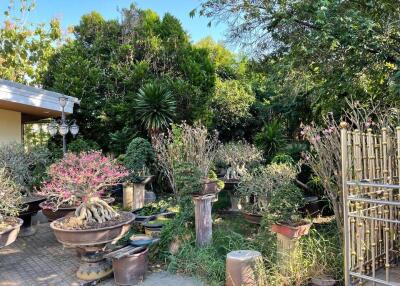 Outdoor garden area with various potted plants and trees