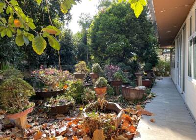 A beautiful garden with various potted plants and greenery