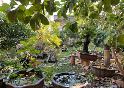 A lush garden with a variety of potted plants and trees