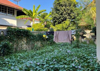 Backyard garden with laundry and lush greenery