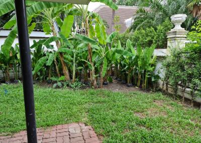 Lush green garden area with banana plants