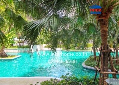 Swimming pool surrounded by palm trees