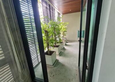 Modern patio with plants and wooden ceiling