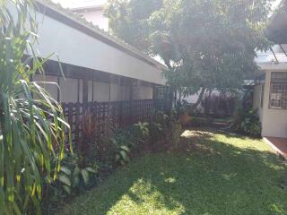 Outdoor garden area with various plants and a tree