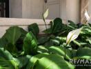 Garden with peace lilies and lush green foliage