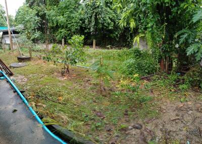 Image of a backyard with lush greenery and some saplings