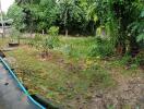 Image of a backyard with lush greenery and some saplings