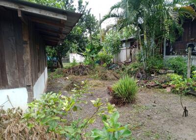 Backyard with lush greenery and trees