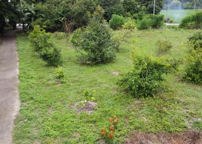 Green outdoor area with trees and pathway