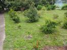 Green outdoor area with trees and pathway