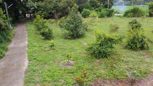 Green outdoor area with trees and pathway