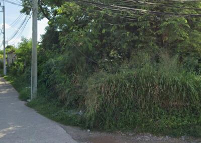 Green foliage and utility wires along a street