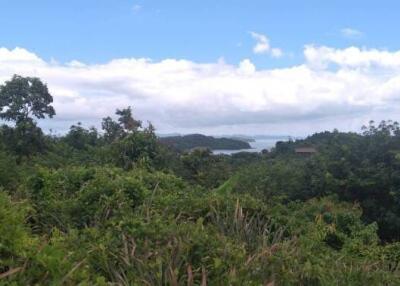 Scenic nature view with trees and distant water body