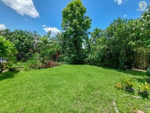 Green garden with various plants and trees on a sunny day