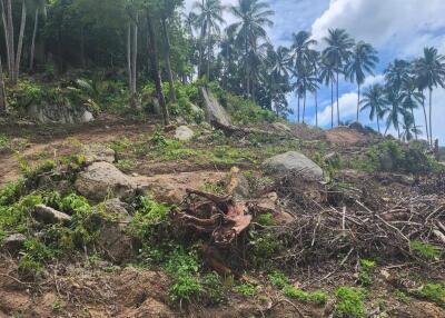 Cleared land with palm trees and surrounding greenery