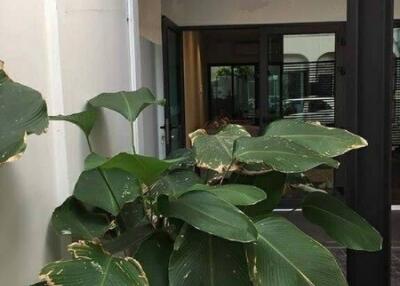 Outdoor entrance with large green plants