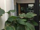 Outdoor entrance with large green plants