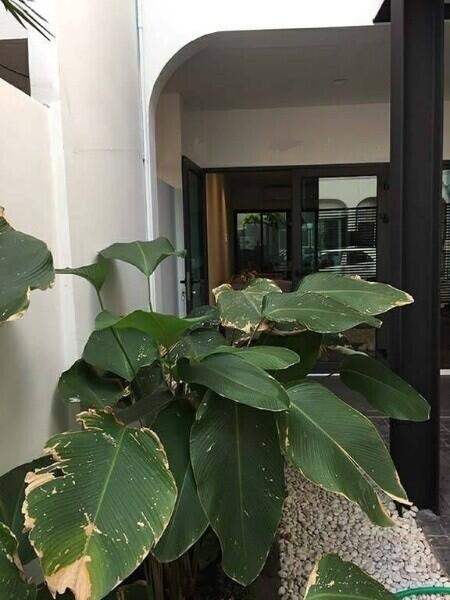 Outdoor entrance with large green plants